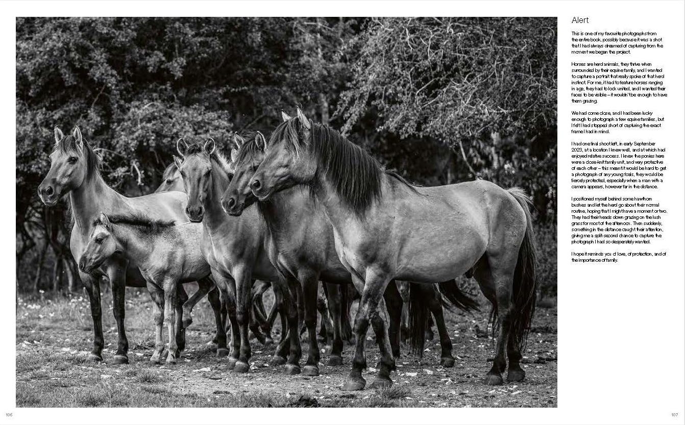 Wild Horses