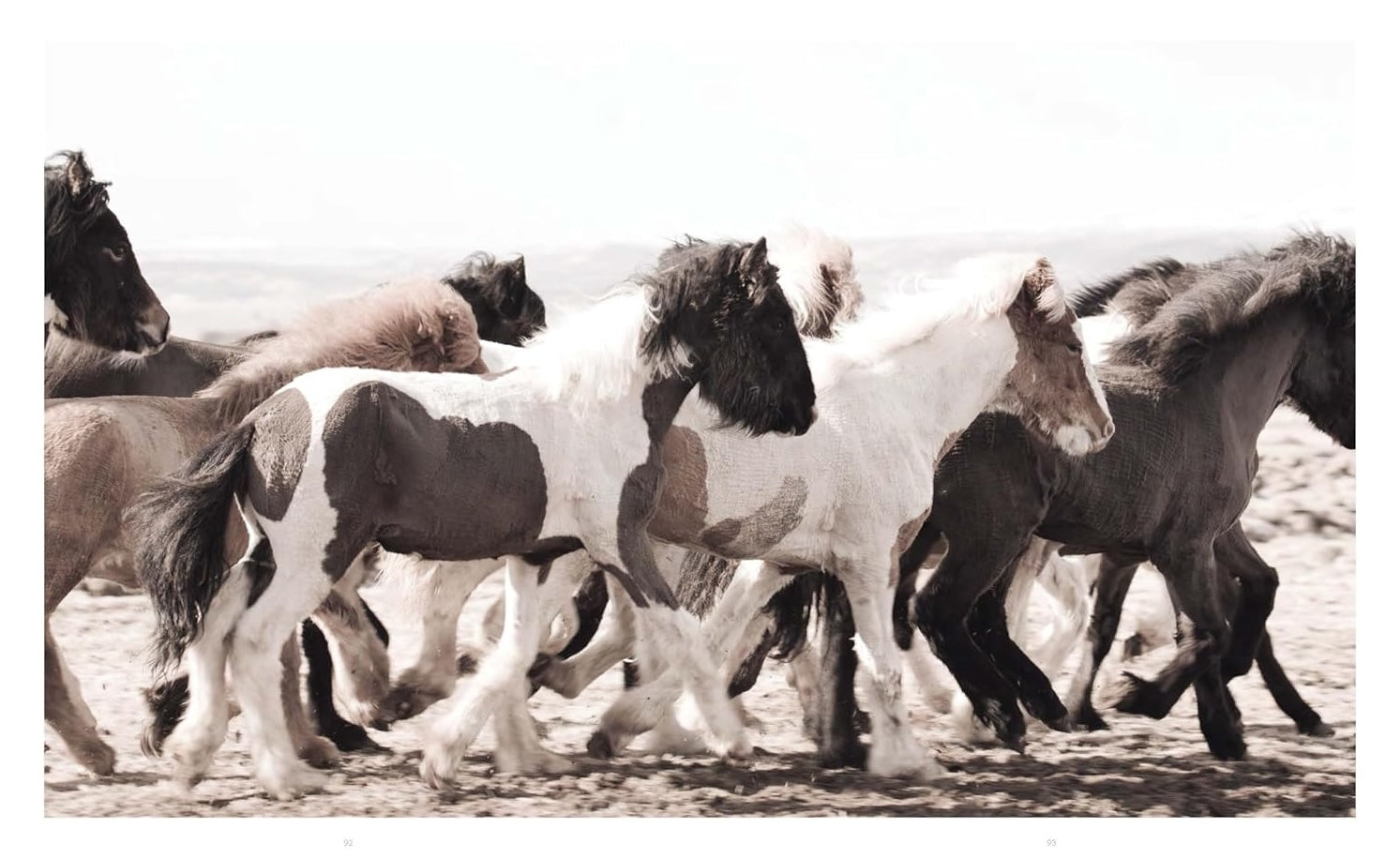 Horses of Iceland