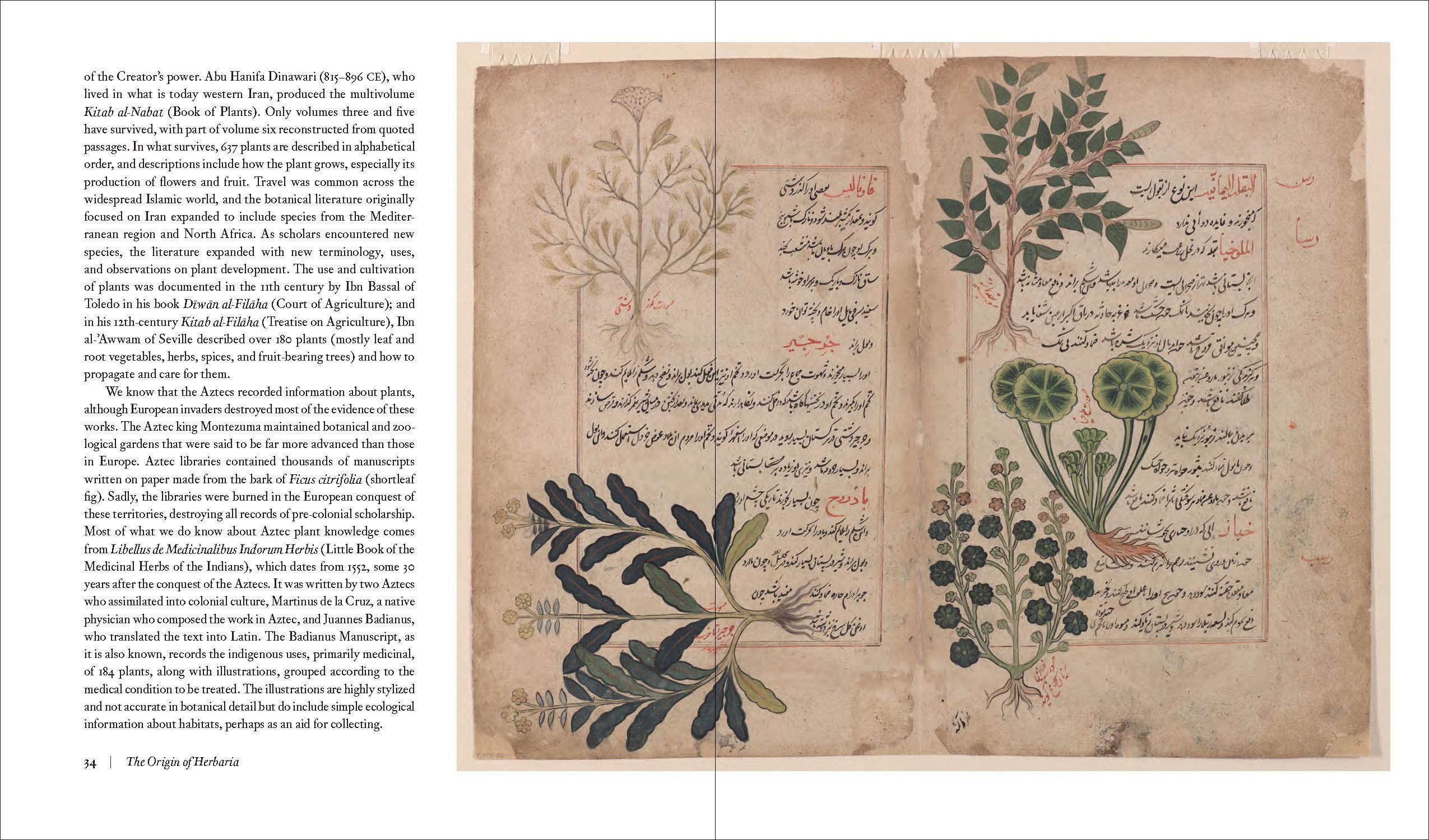 Herbarium - The Quest to Preserve & Classify the World's Plants
