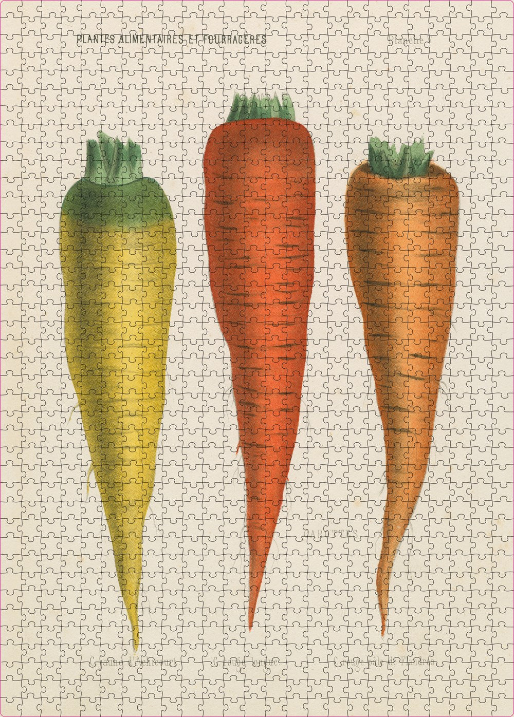 Three Carrots - John Derian - 1,000 Pieces