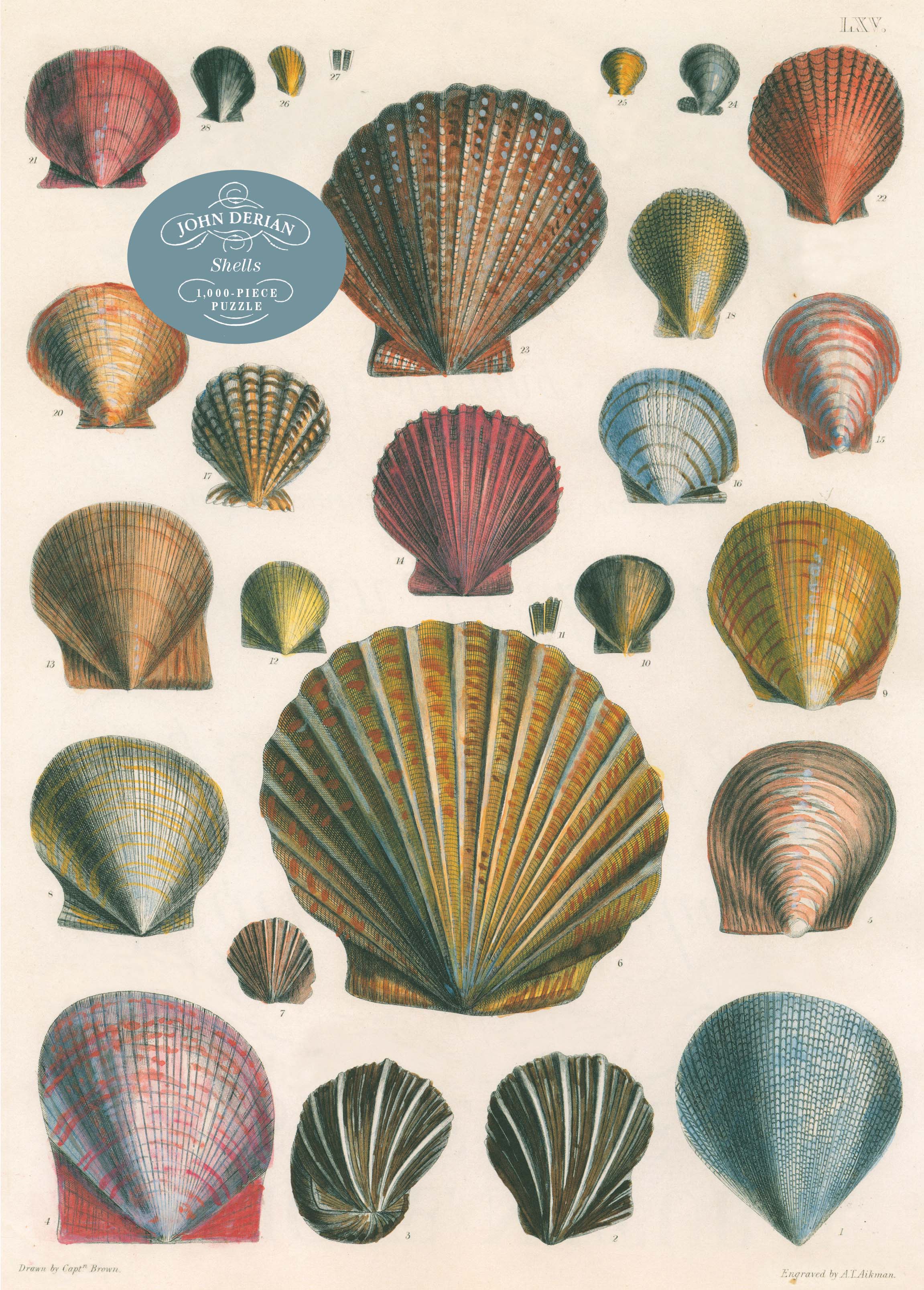 Shells - John Derian - 1000 Piece Puzzle