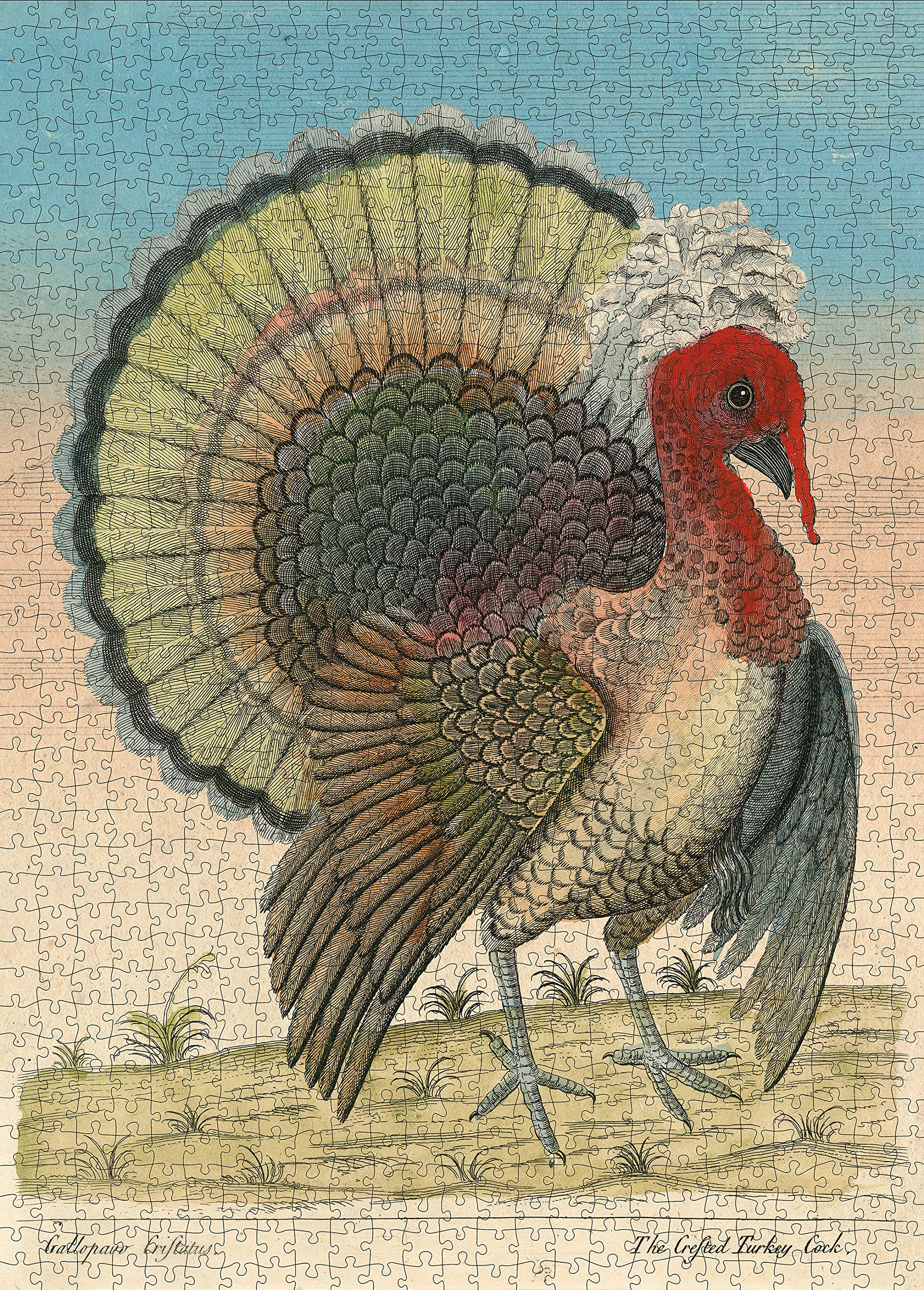 Crested Turkey - John Derian - 1000 Piece Puzzle