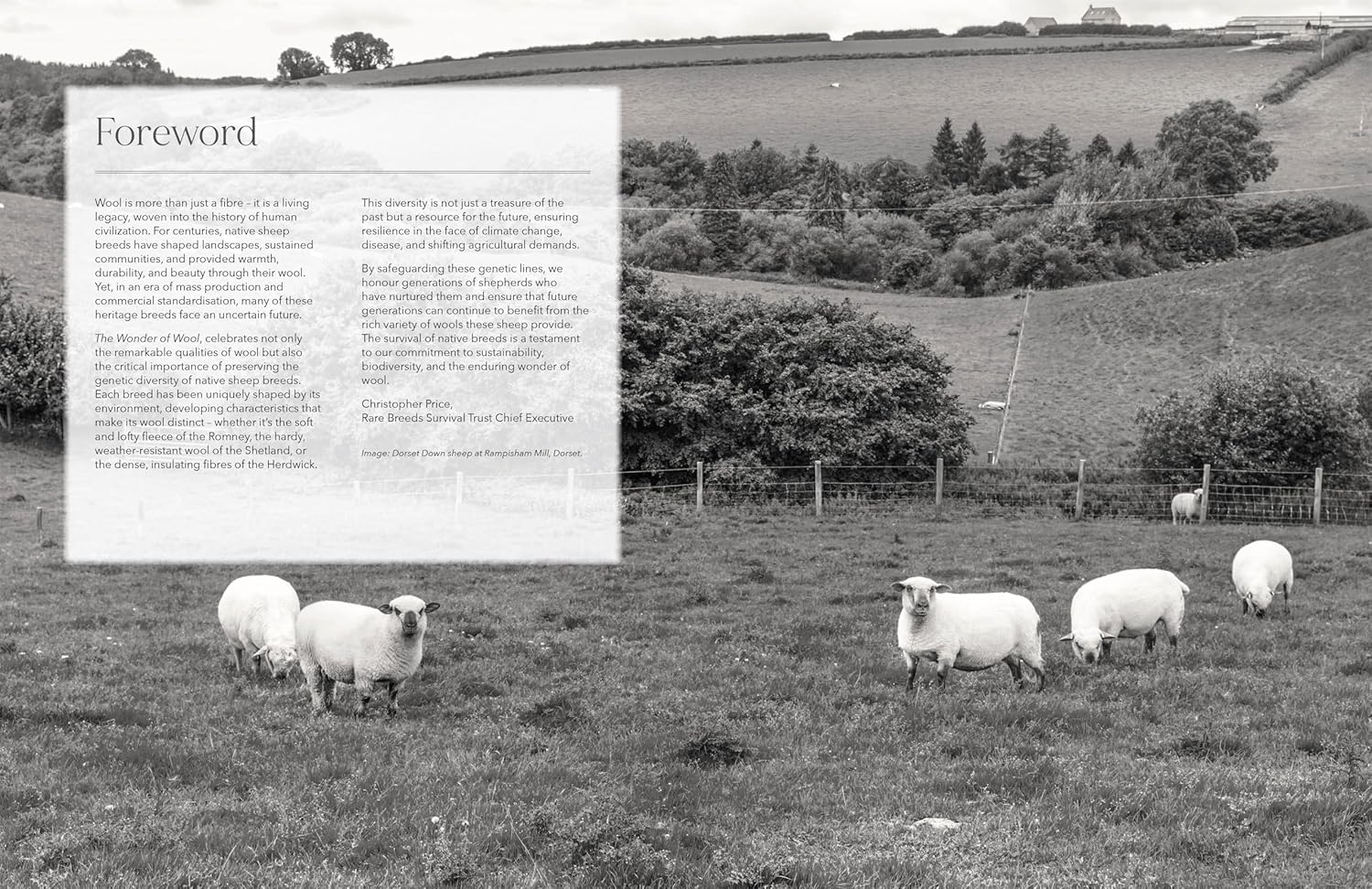 The Wonder of Wool