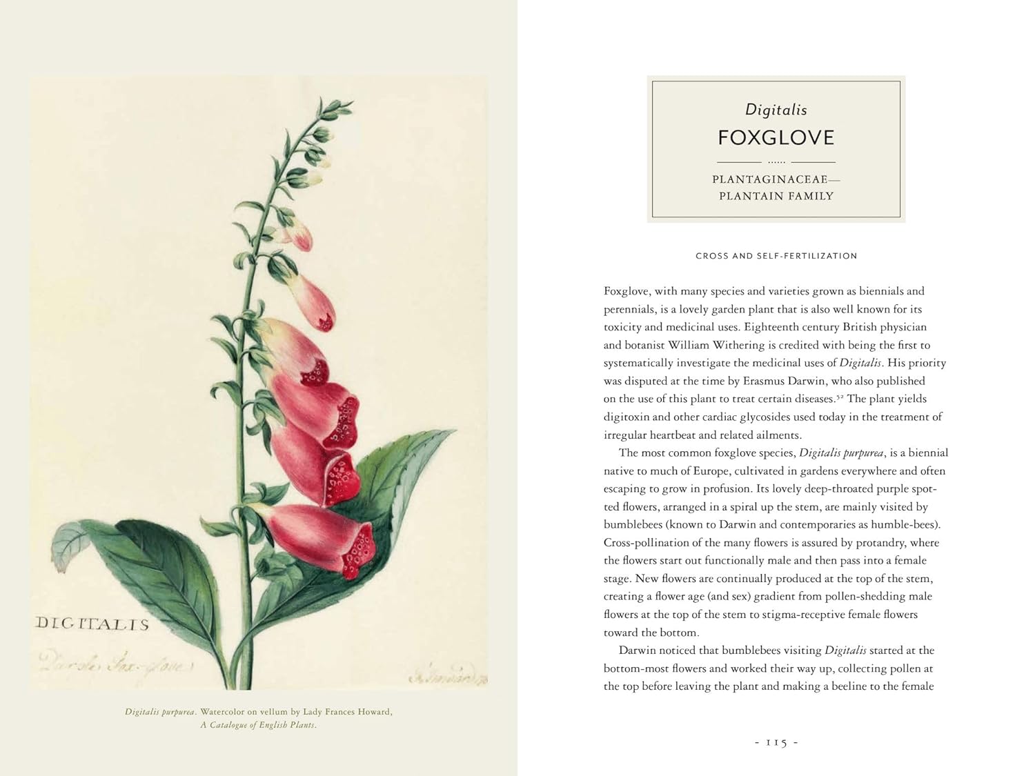 Darwin and the Art of Botany