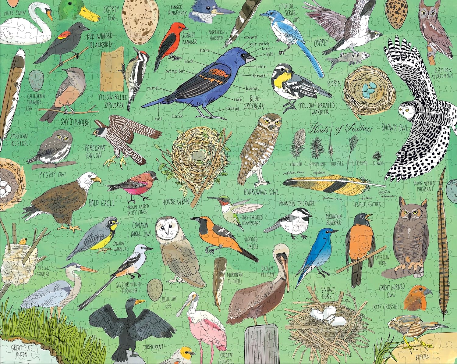 Nature Anatomy - Birds 500 Pieces Puzzle