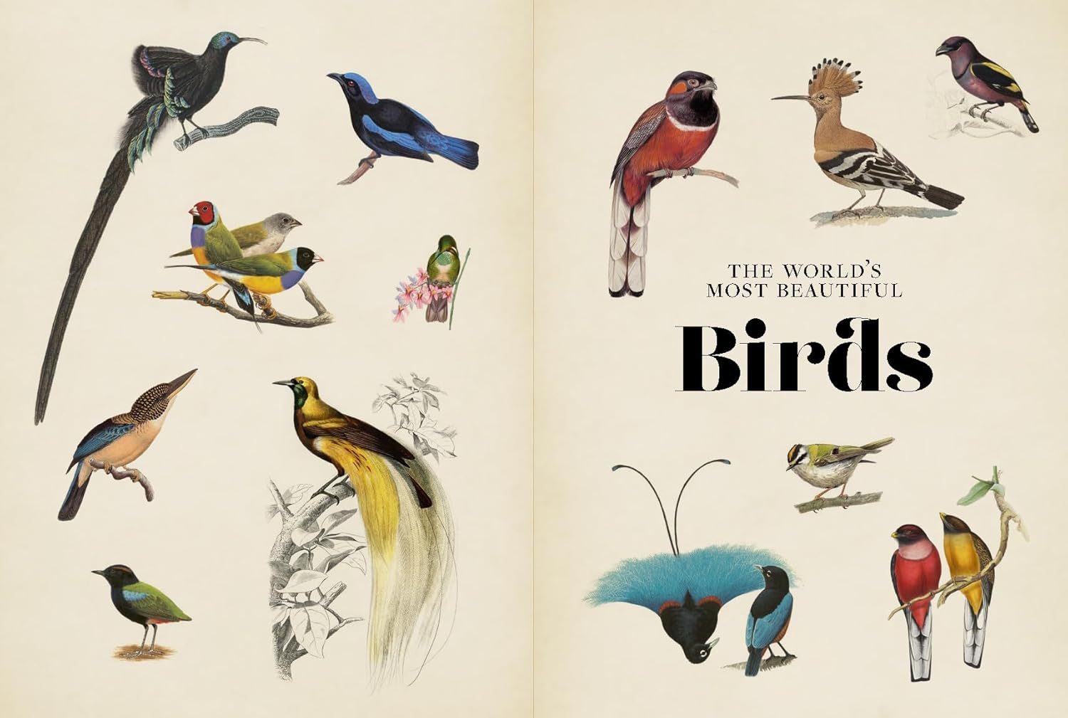 Vintage Birds