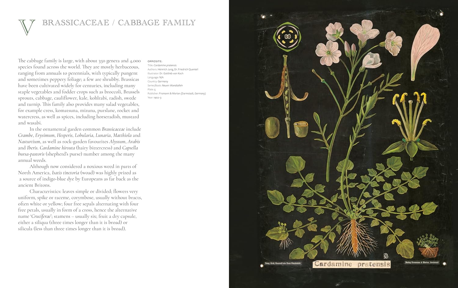 The Art of Botanical Painting