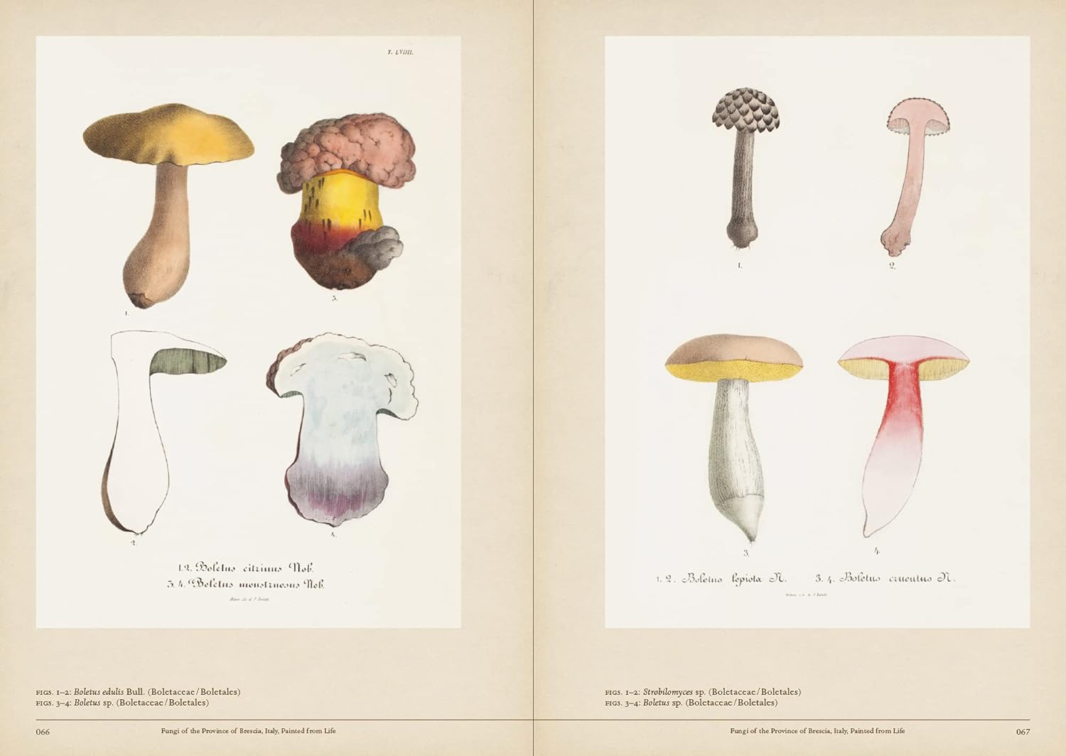 Mushroom Botanical Art