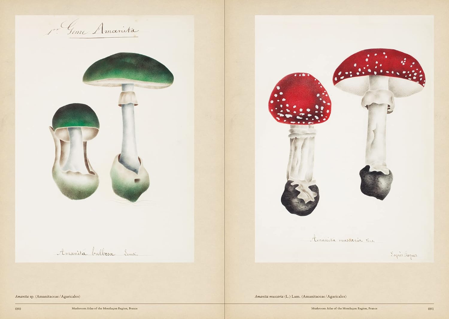 Mushroom Botanical Art