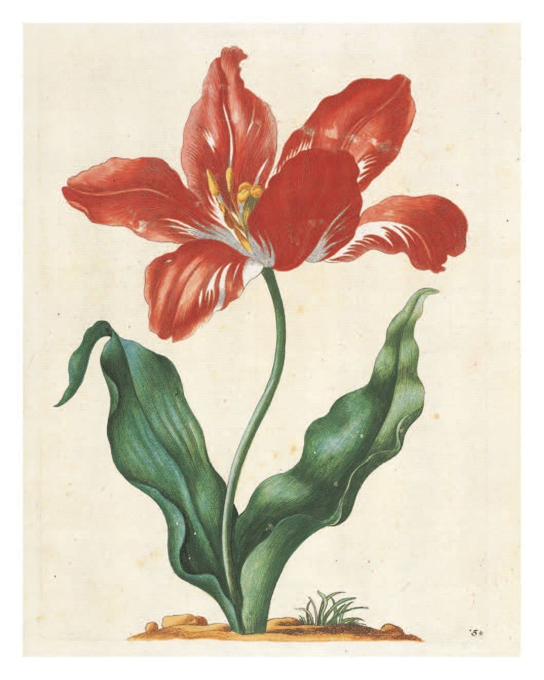 The New Book of Flowers - Maria Sibylla Merian