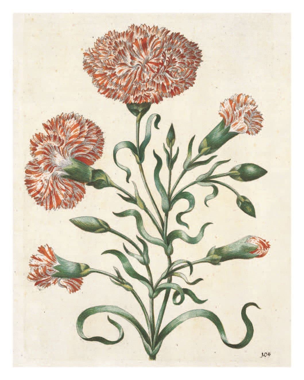 The New Book of Flowers - Maria Sibylla Merian