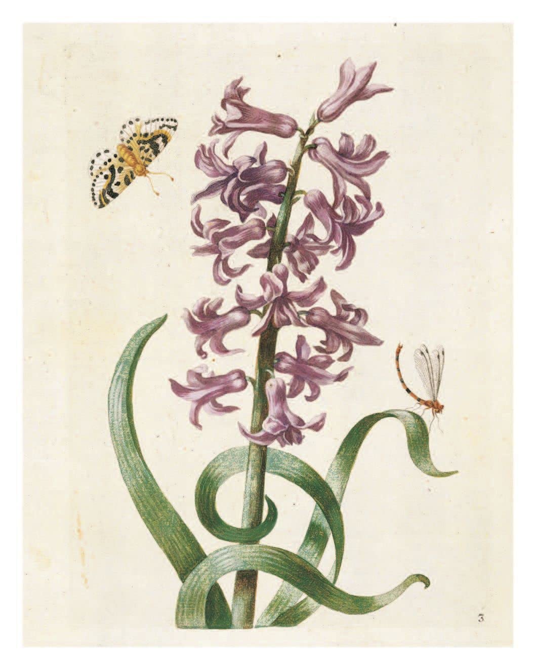 The New Book of Flowers - Maria Sibylla Merian