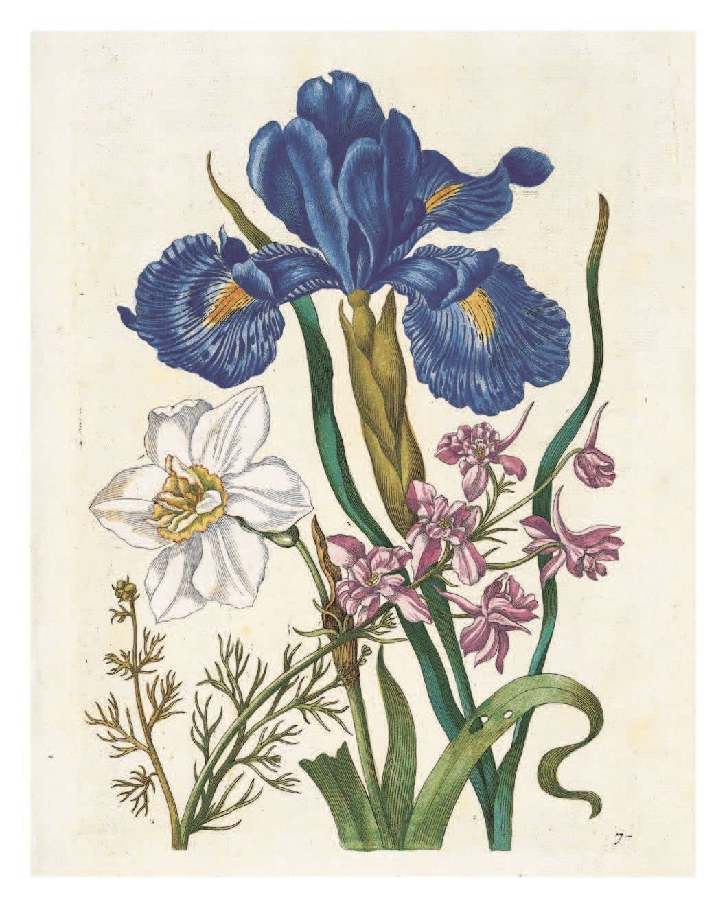 The New Book of Flowers - Maria Sibylla Merian