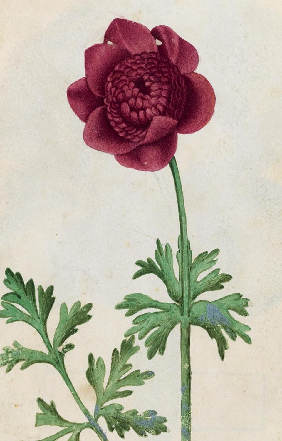 100 Flowers: One Hundred Postcards from the Royal Horticultural Society