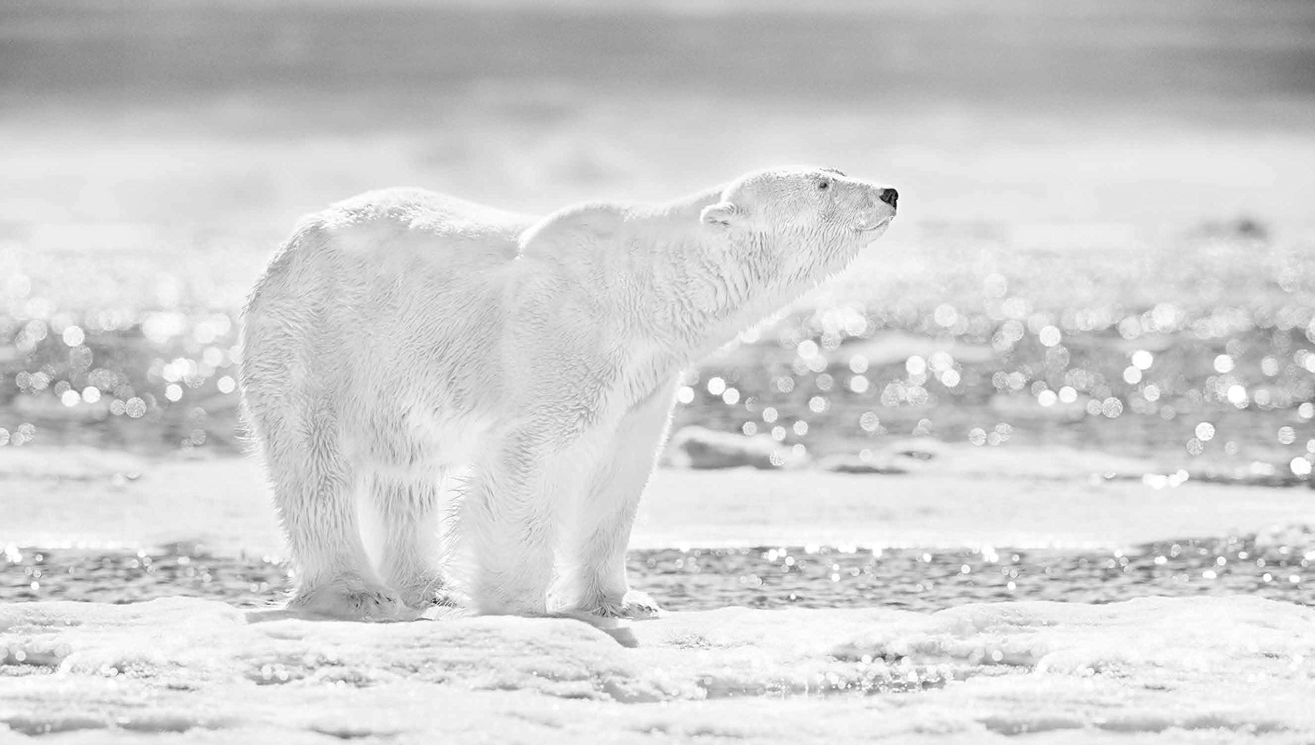 David Yarrow Photography