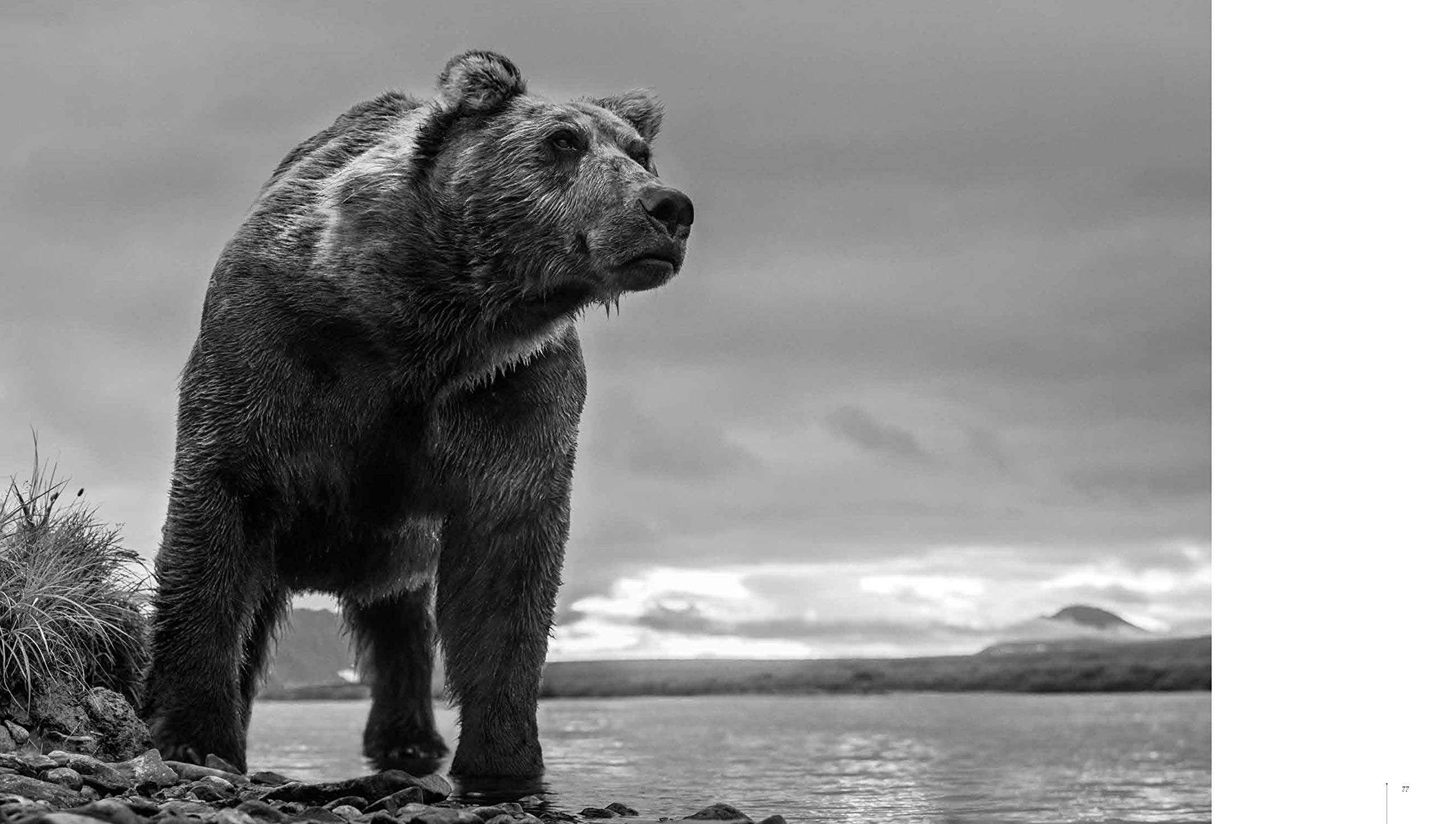 David Yarrow Photography