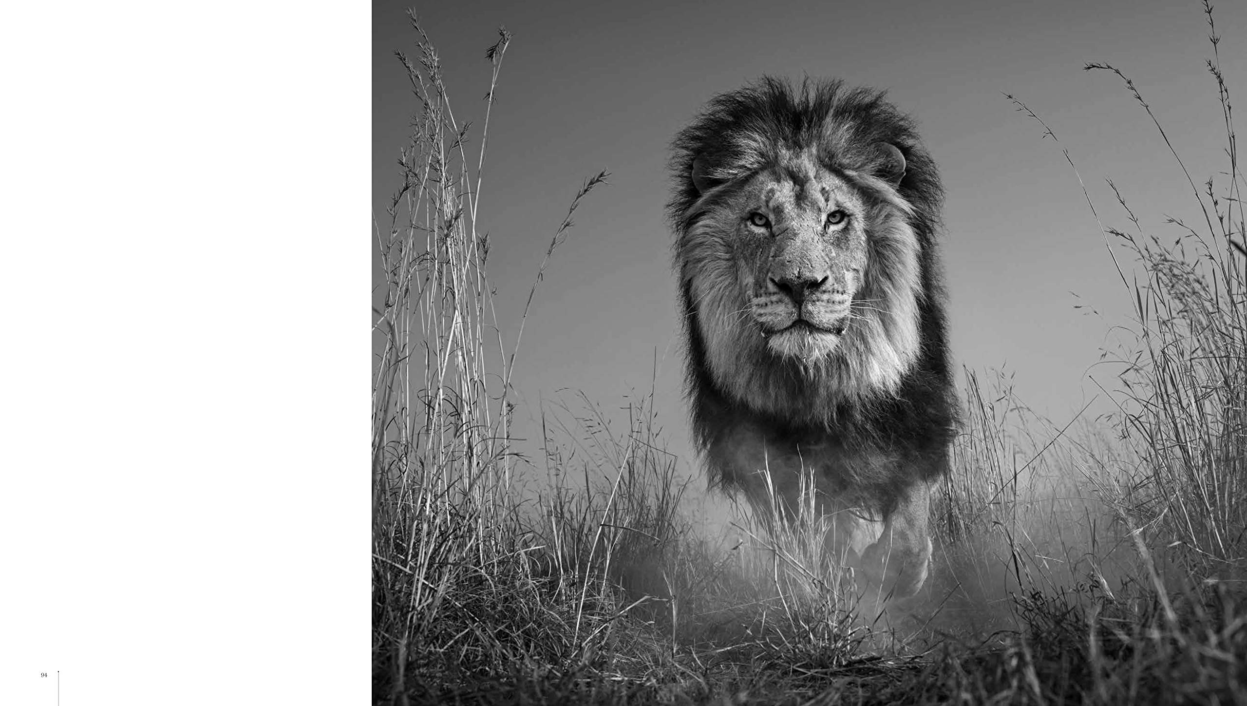 David Yarrow Photography