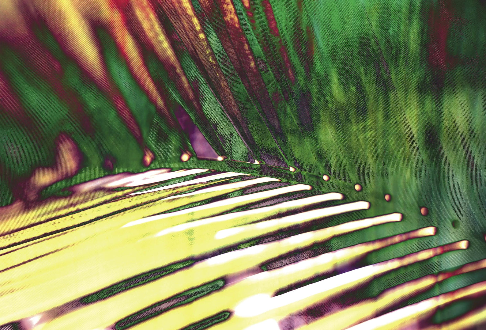 Decoding Palm Culture