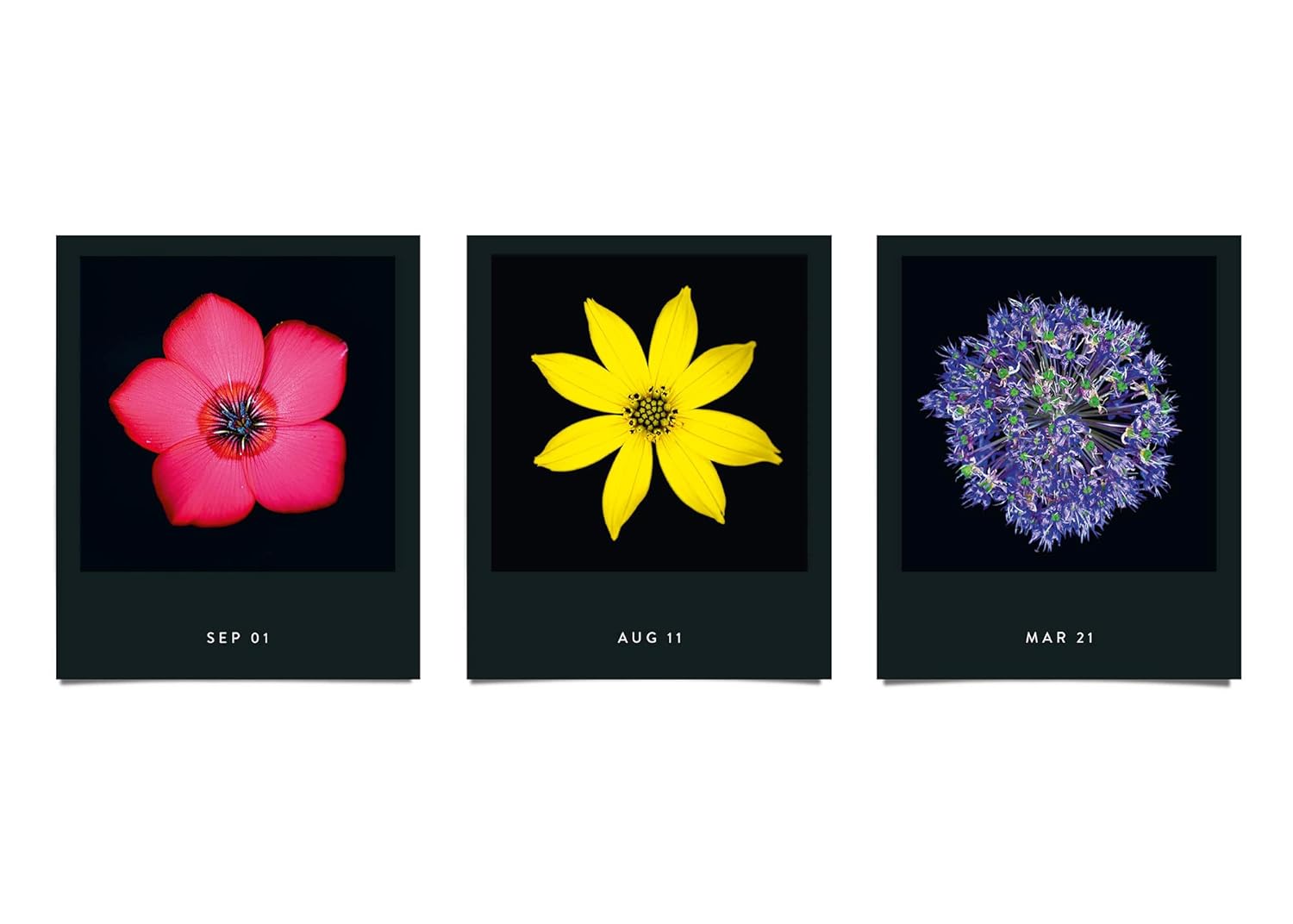 Flower Desk Calendar