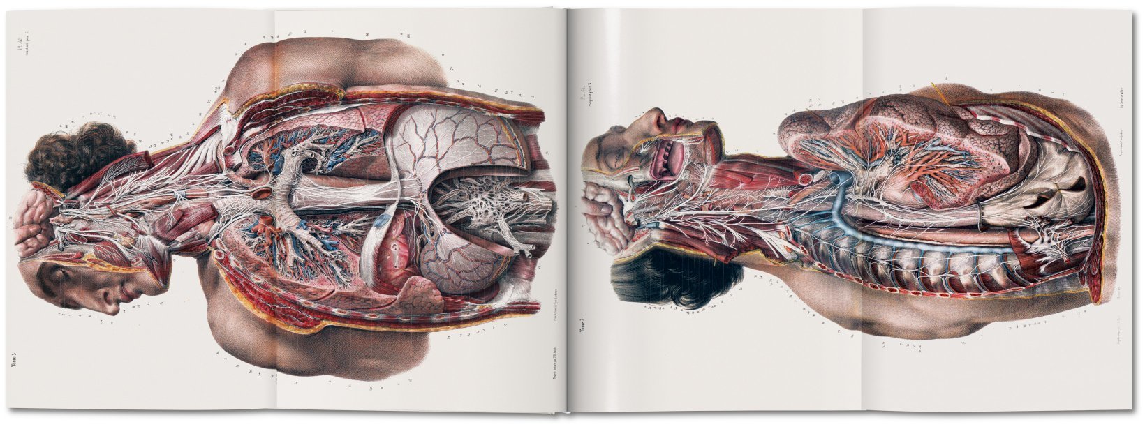 Atlas of Human Anatomi XL