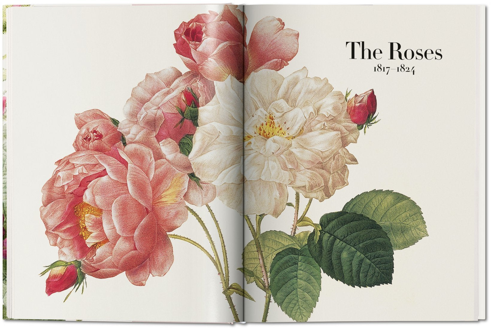 Book of Flowers - Redouté