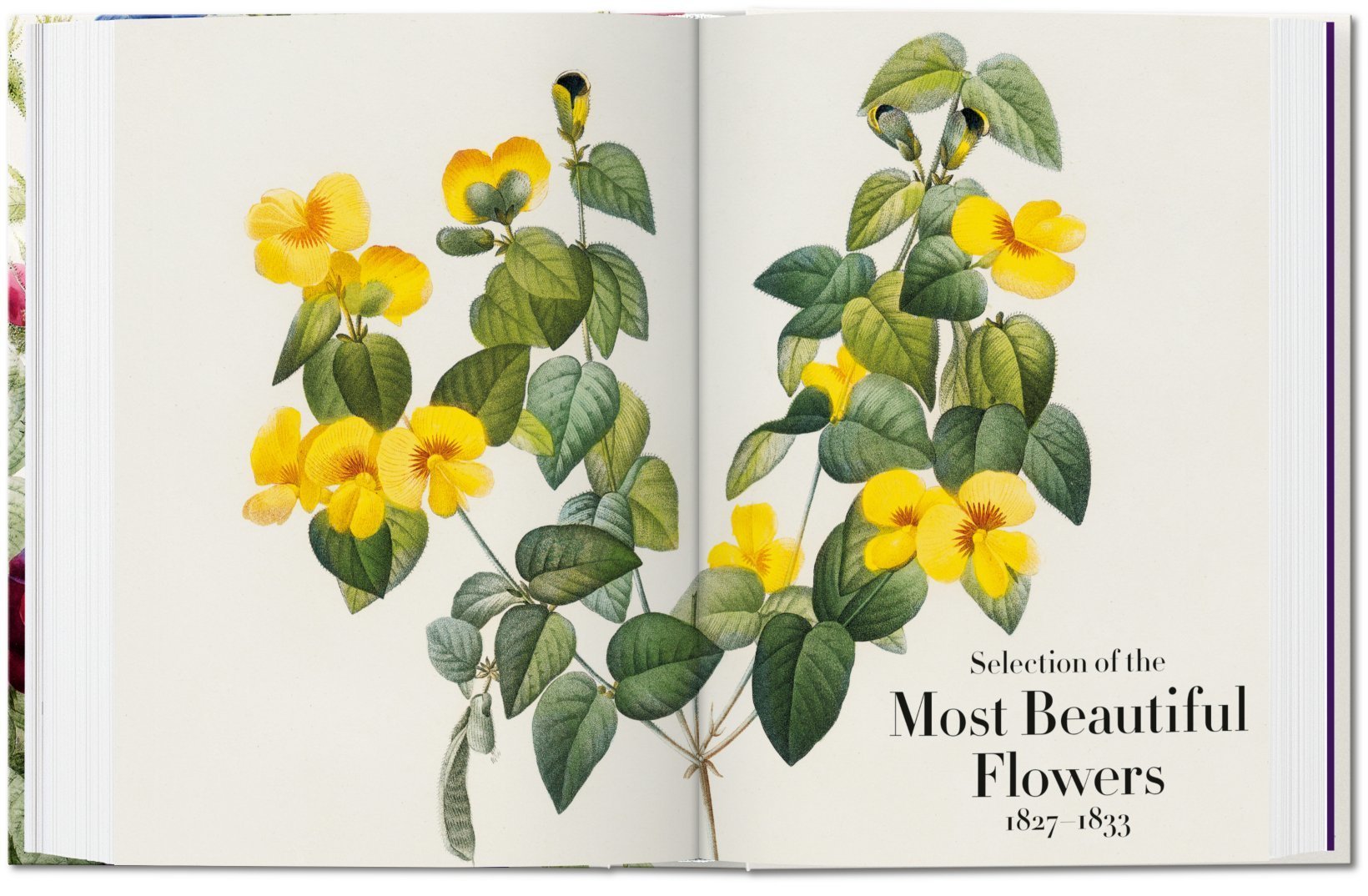 Redouté - Book of Flowers 40 Series
