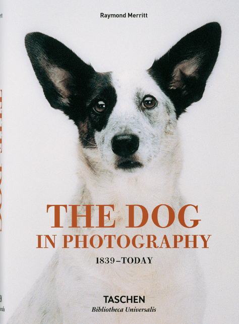The Dog In Photography