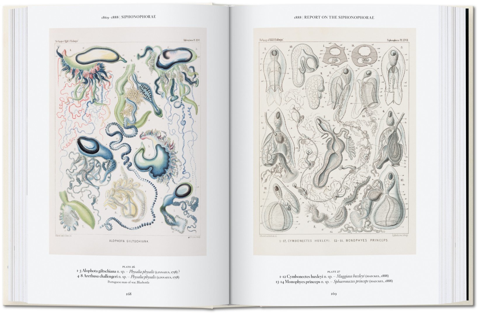 Ernst Haeckel – 40 Series
