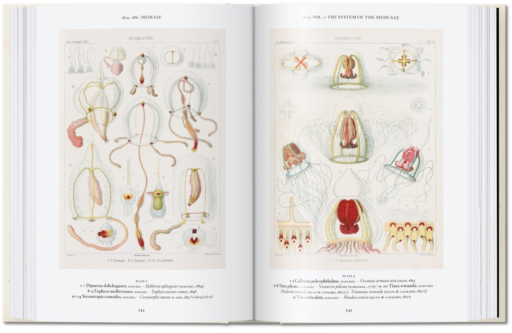 Ernst Haeckel – 40 Series