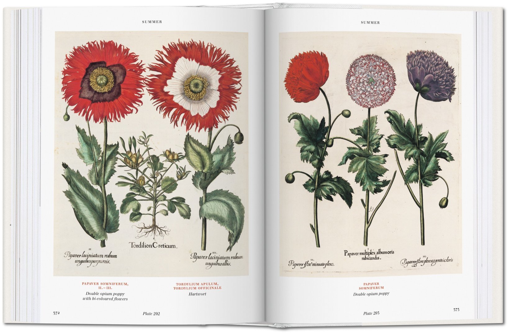 Florilegium. The Book of Plants