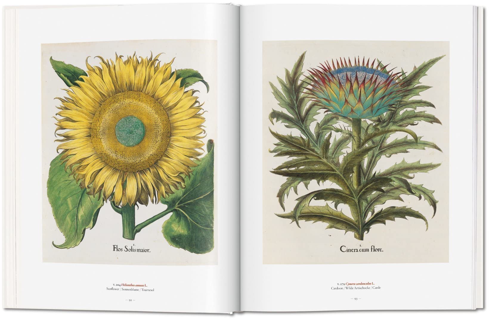 A Garden Eden. Masterpieces of Botanical Illustration