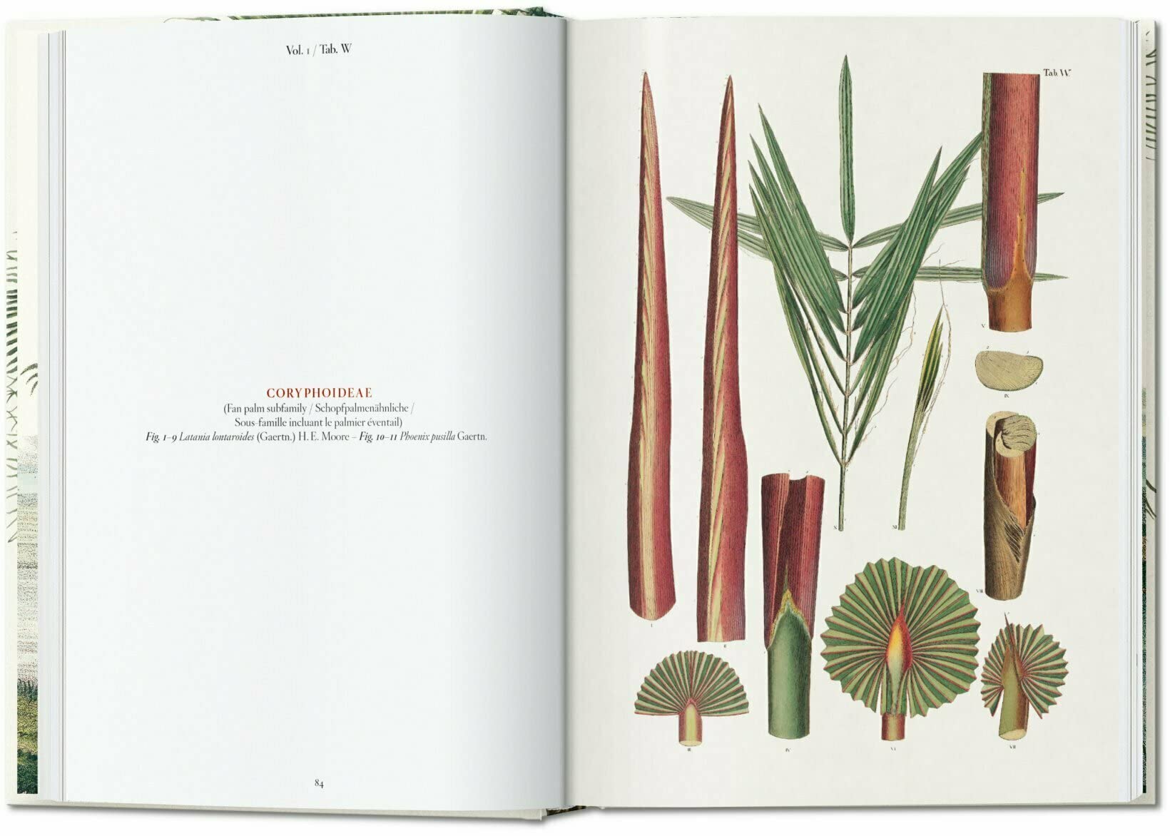 The Book of Palms - 40 series