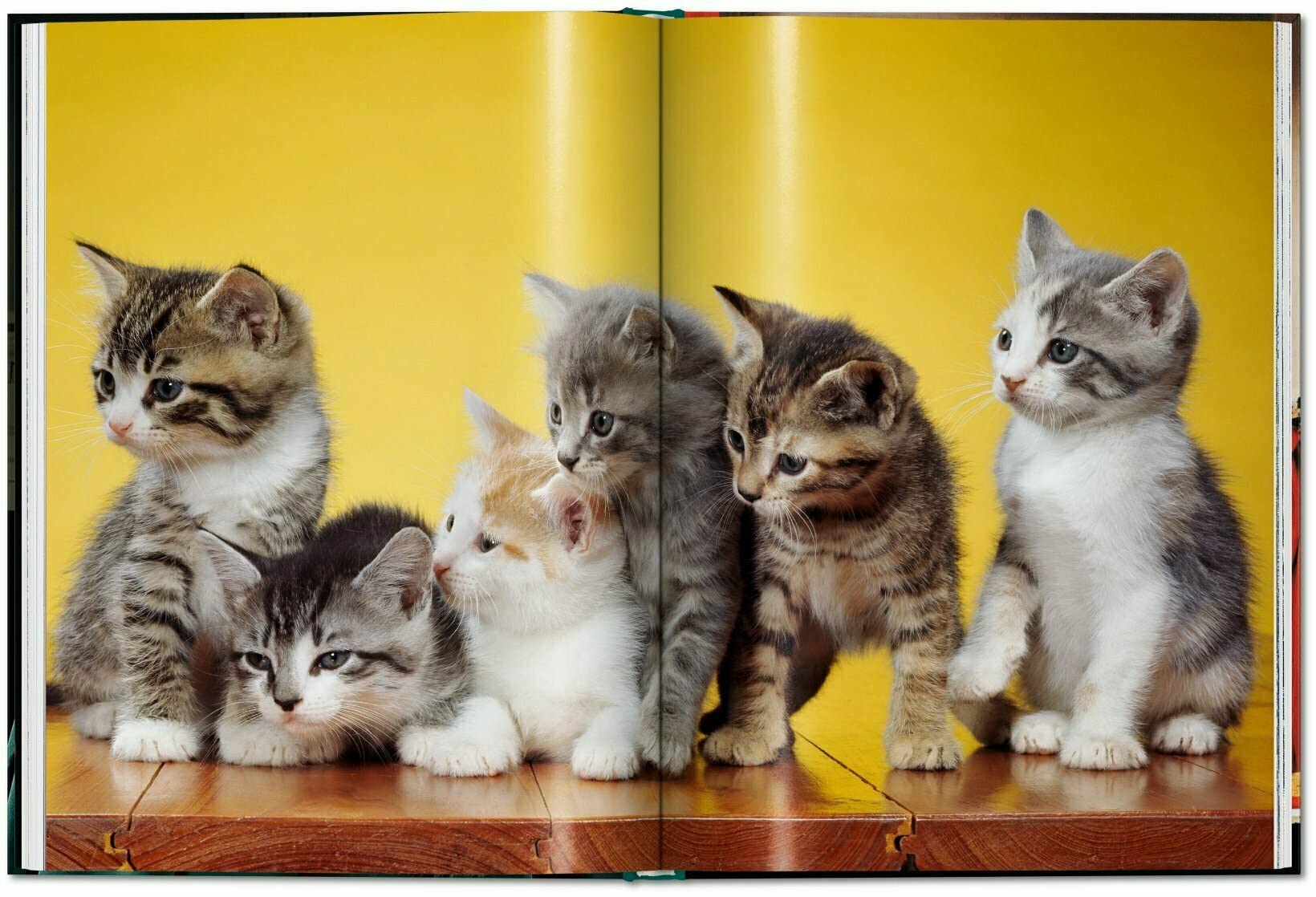 Cats. Walter Chandoha. Photographs 1942–2018 - Small
