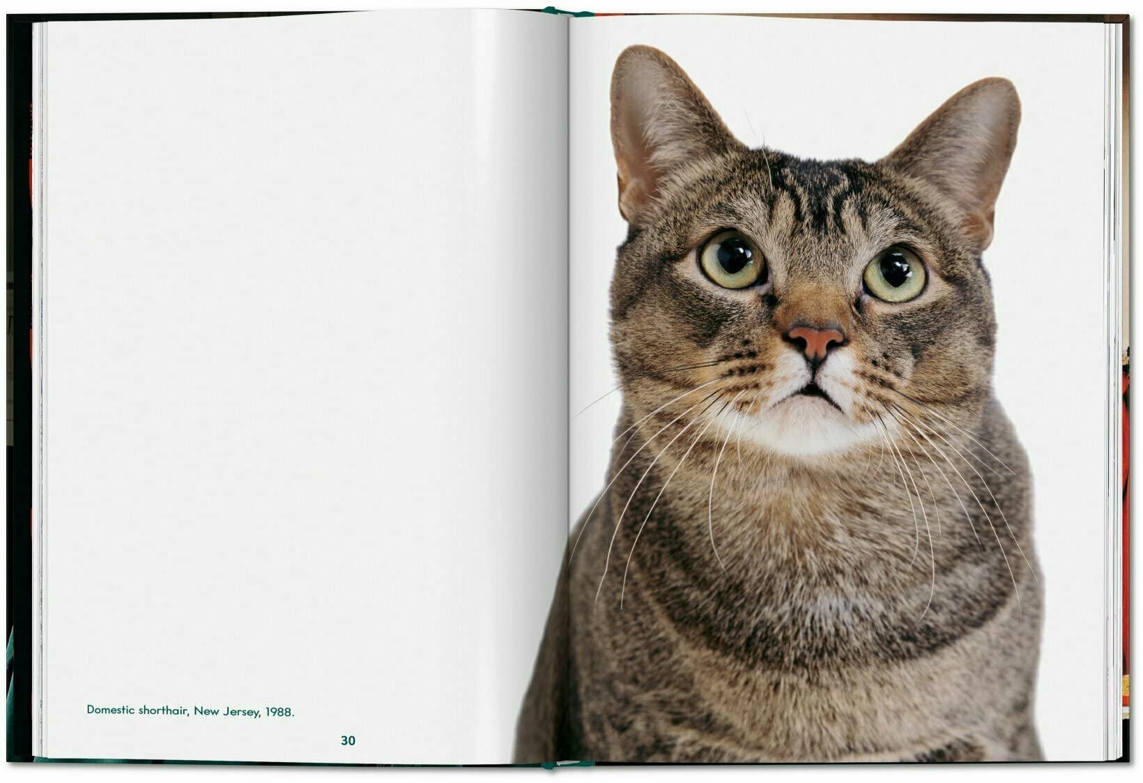 Cats. Walter Chandoha. Photographs 1942–2018 - Small