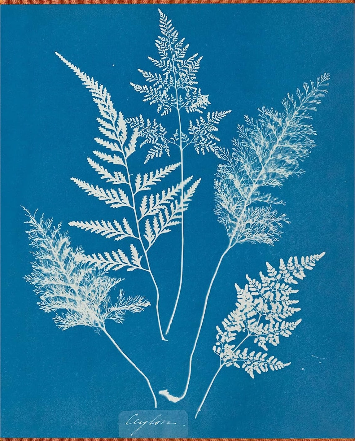 Anna Atkins - Cyanotypes