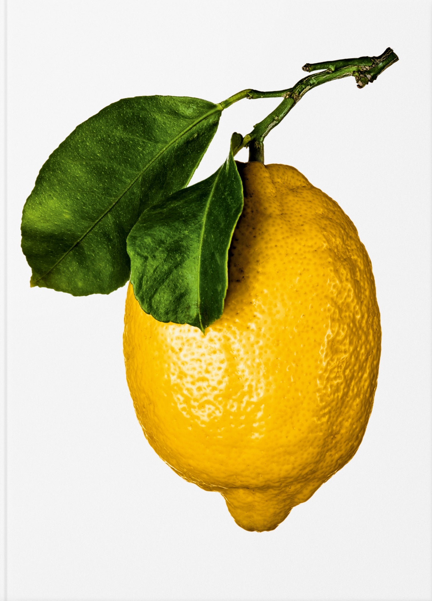 The Gourmand's Lemon. A Collection of Stories and Recipes