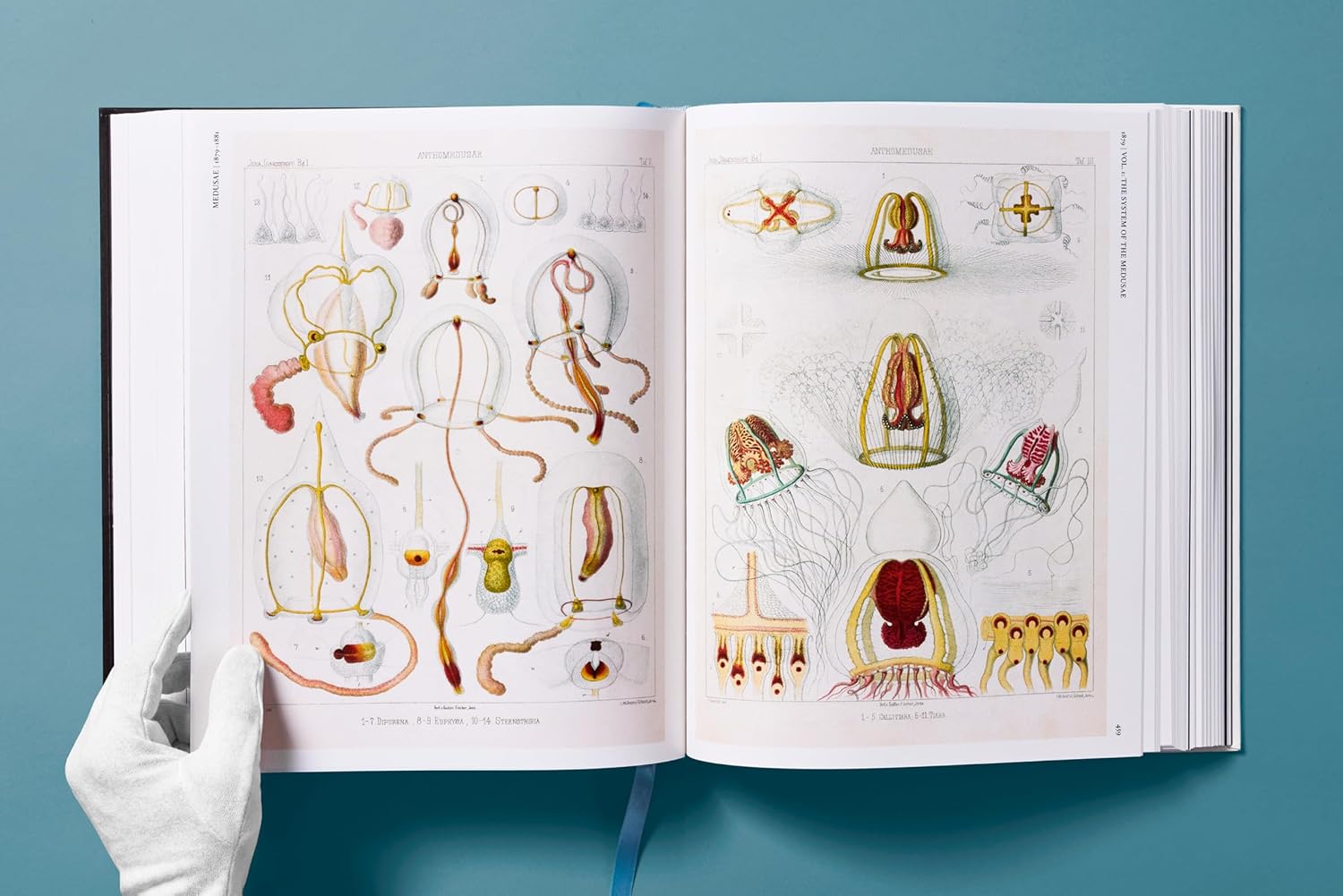 The Art and Science of Ernst Haeckel