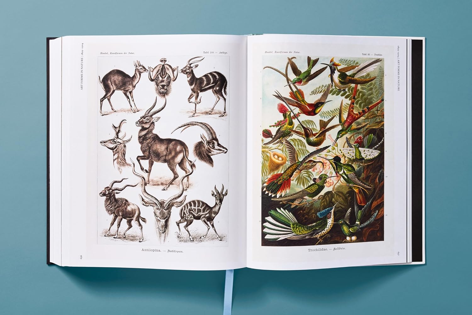 The Art and Science of Ernst Haeckel