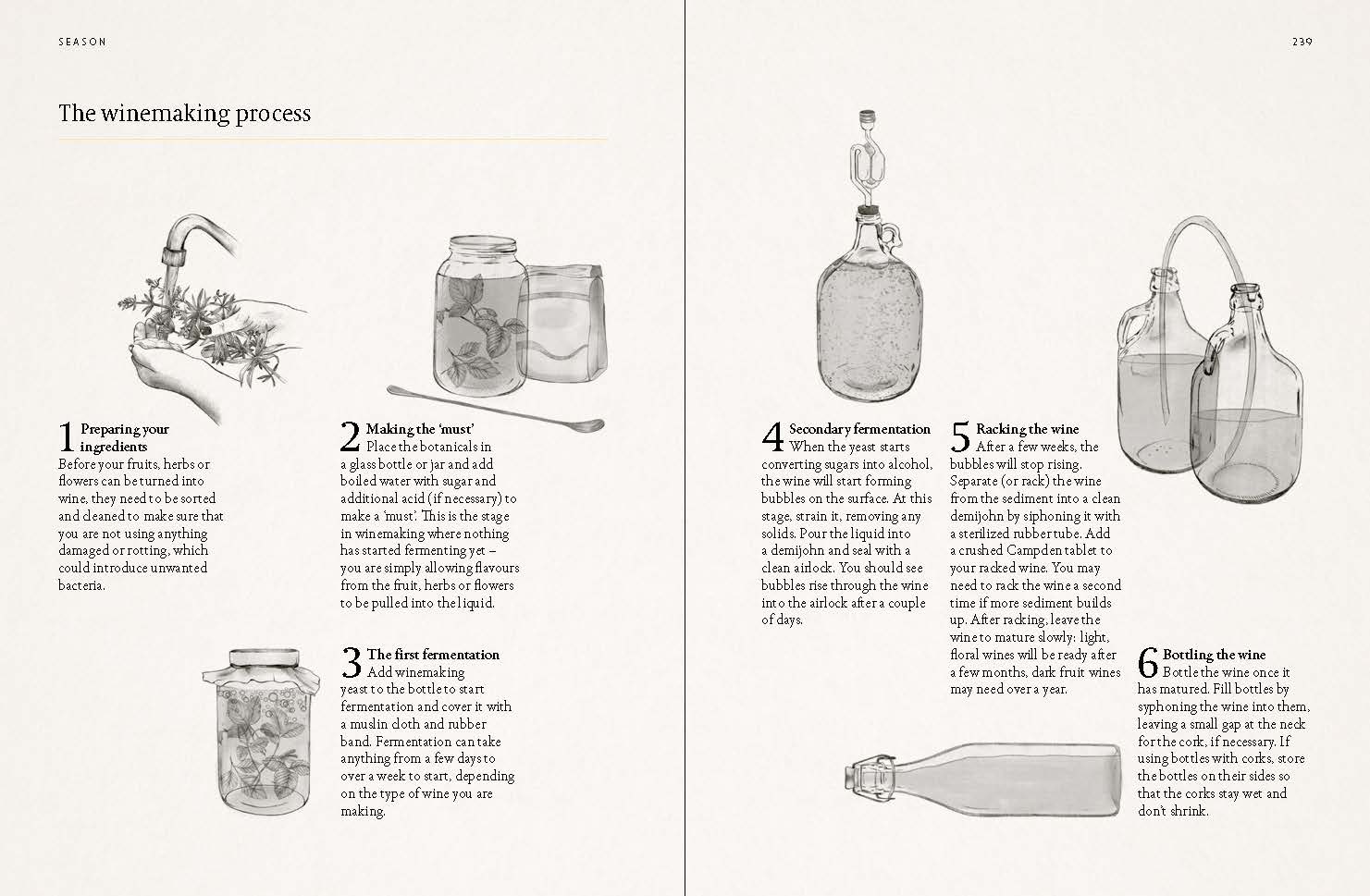 A Forager's Guide to Wild Drinks