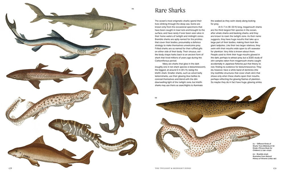 Ocean - From the Shore to the Abyss