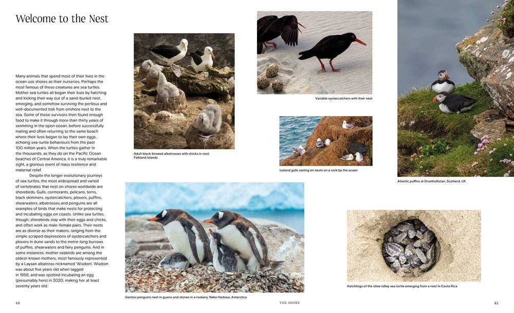 Ocean - From the Shore to the Abyss