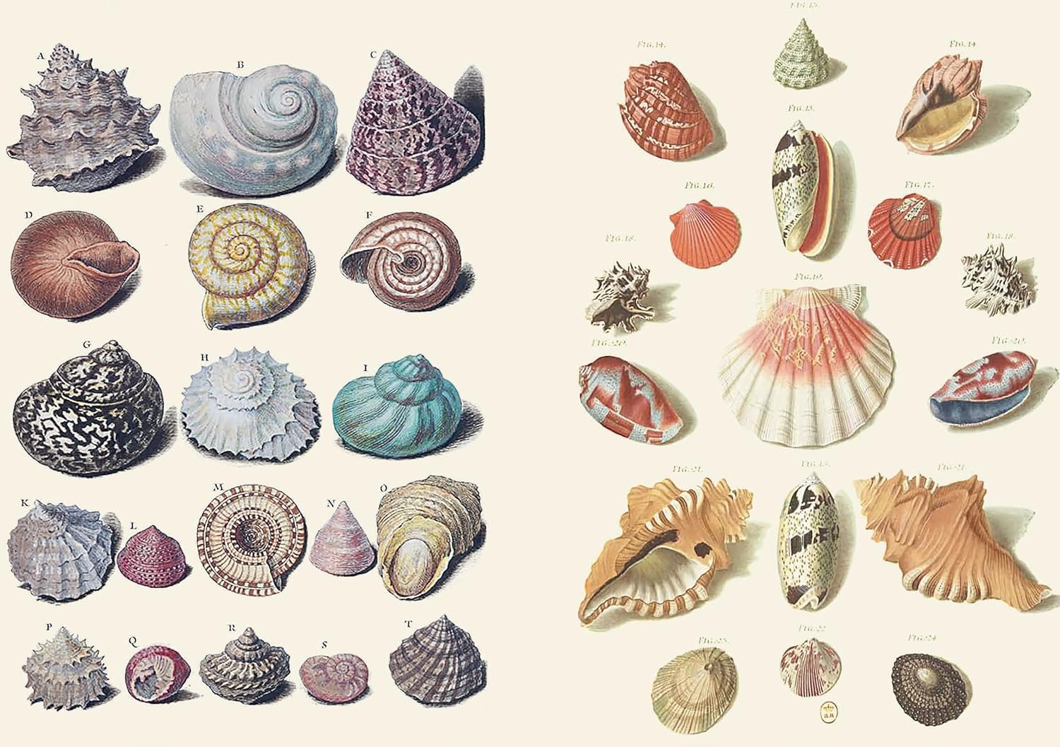 The Curious Collectibles Sticker Book