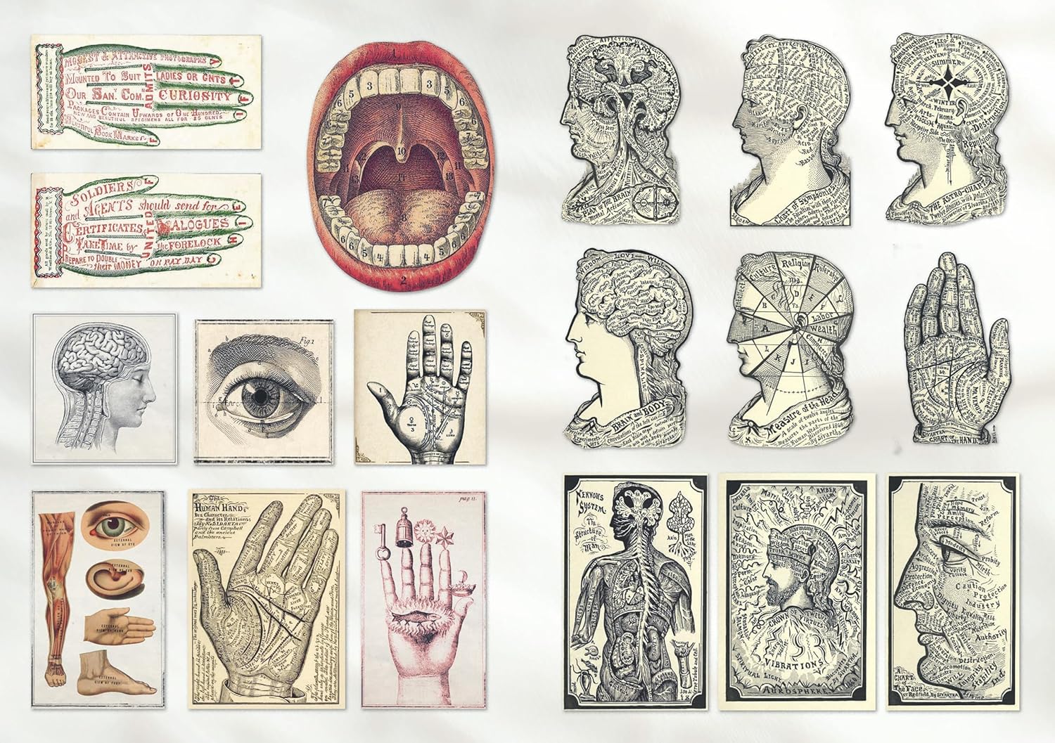 The Curious Collectibles Sticker Book