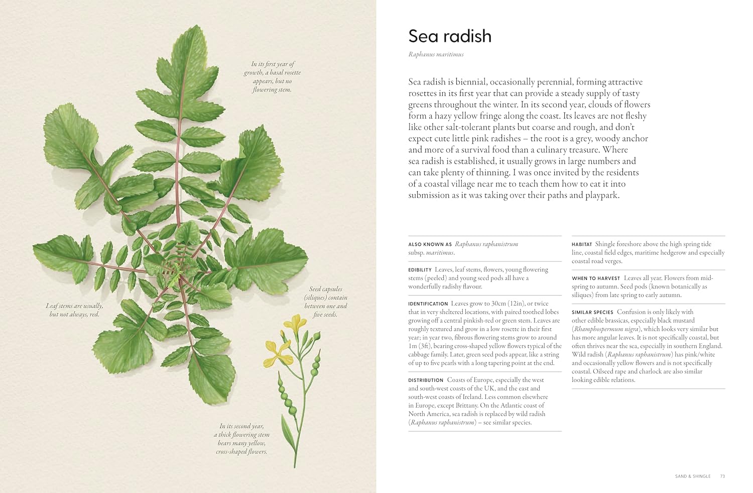 The Coastal Forager