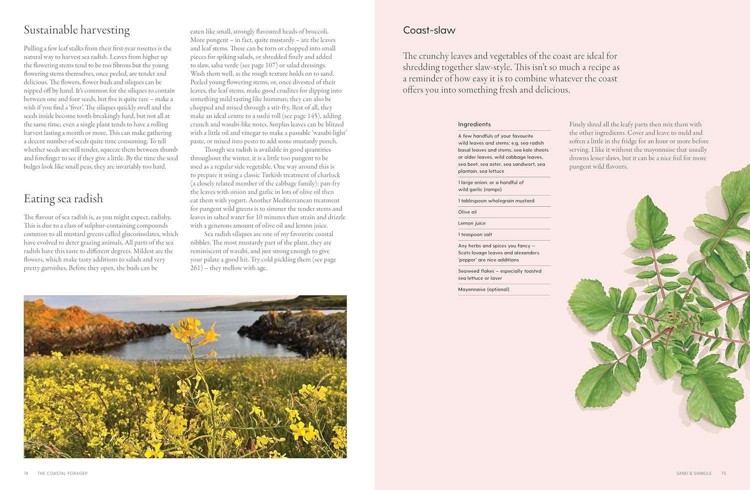 The Coastal Forager