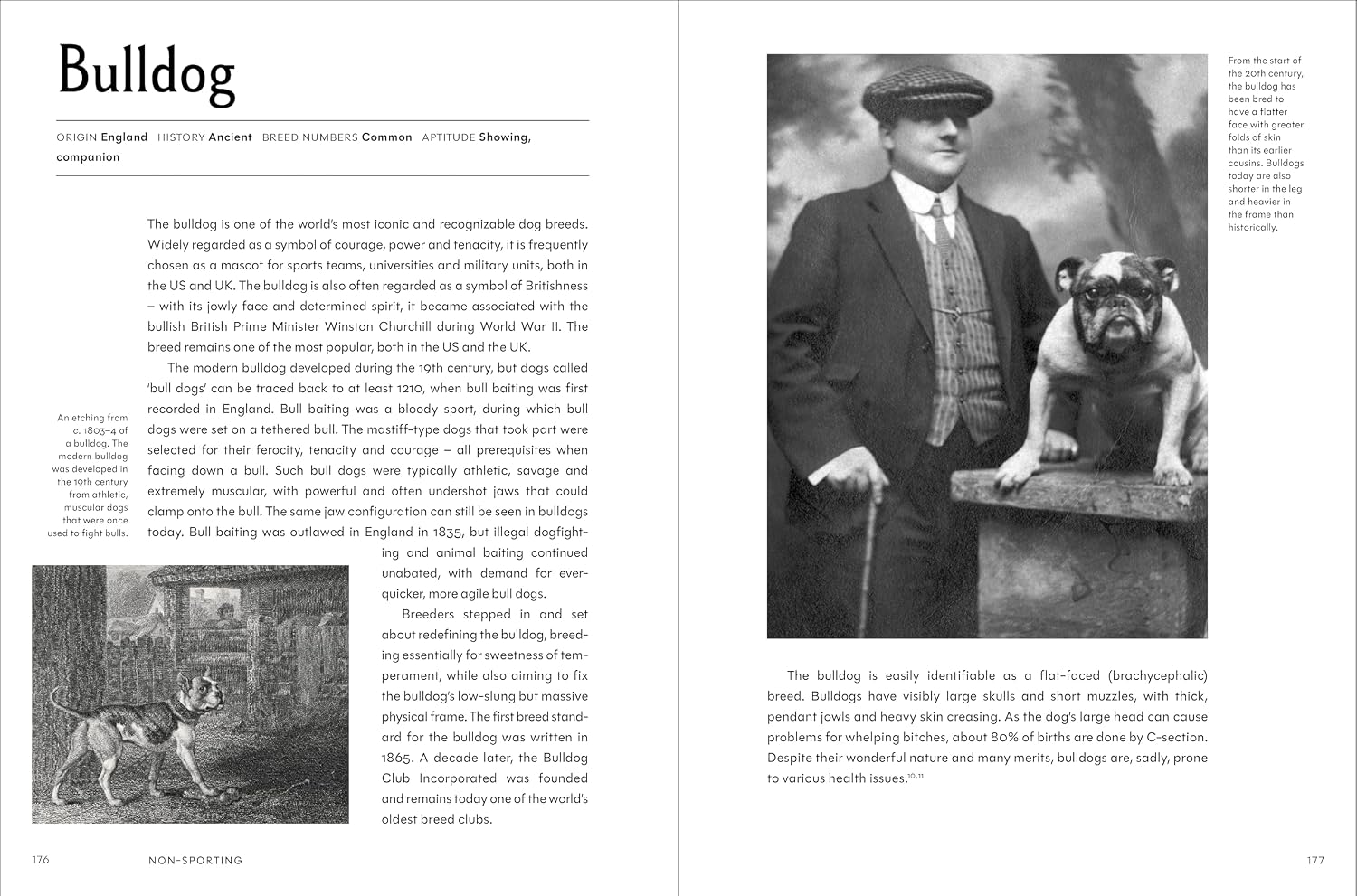 The Invention of the Dog 75